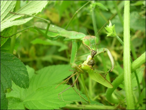 와작와작, 베짱이는 아직도 몸부림을 칩니다. 